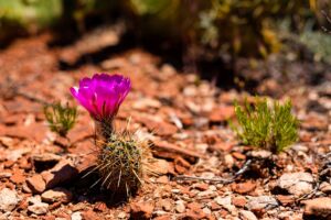 Sedona, Arizona - Flora & Fauna