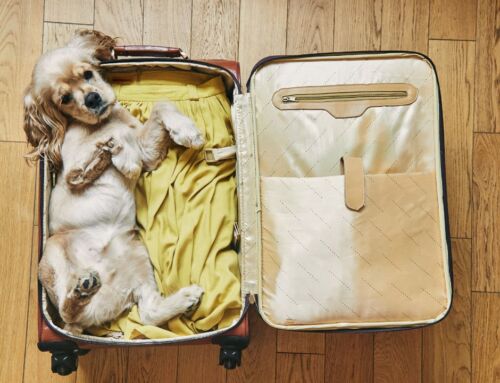 Discover Why El Portal is the Best Pet-Friendly Hotel in Sedona