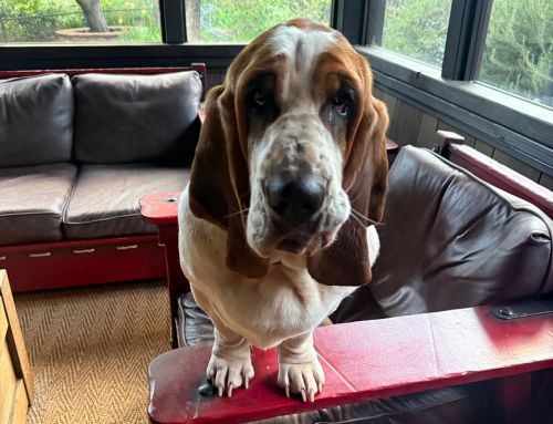 What Does “Pet-Friendly Hotel” Really Mean?